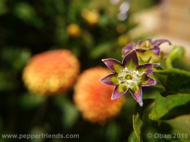 1906092075_Capsicum_eximium_CAP1491_002_fiore_31.jpg