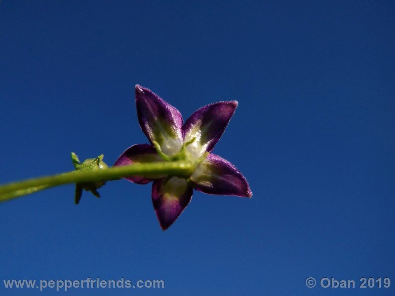 200292592_Capsicum_eximium_CAP1491_002_fiore_53.jpg