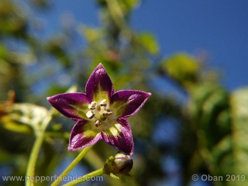 2014530054_Capsicum_eximium_CAP1491_002_fiore_52.jpg