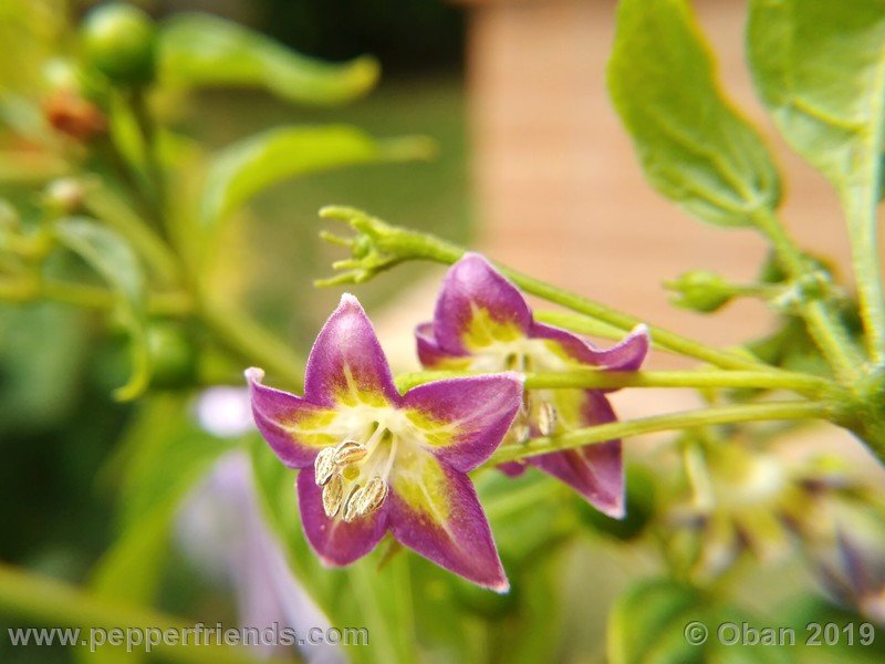 2065254752_Capsicum_eximium_CAP1491_002_fiore_35.jpg