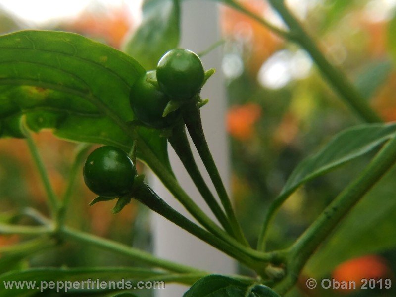 2069695507_Capsicum_eximium_CAP1491_002_frutto_06.jpg