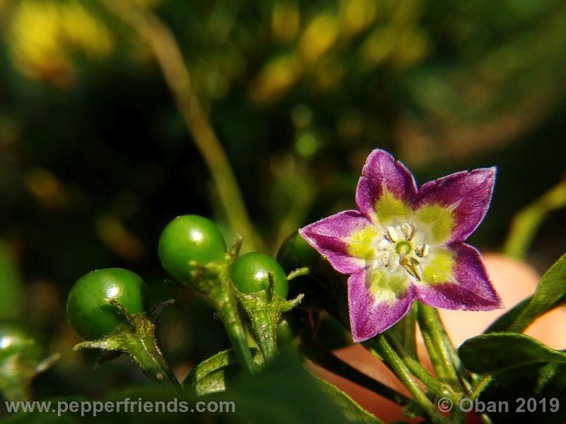 2142226616_Capsicum_eximium_CAP1491_002_fiore_45.jpg