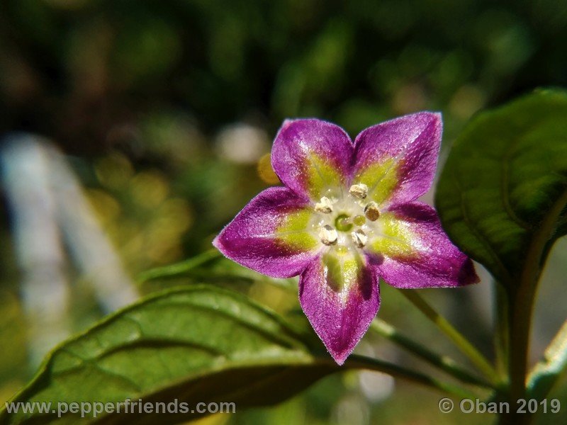 215912642_Capsicum_eximium_CAP1491_002_fiore_46.jpg