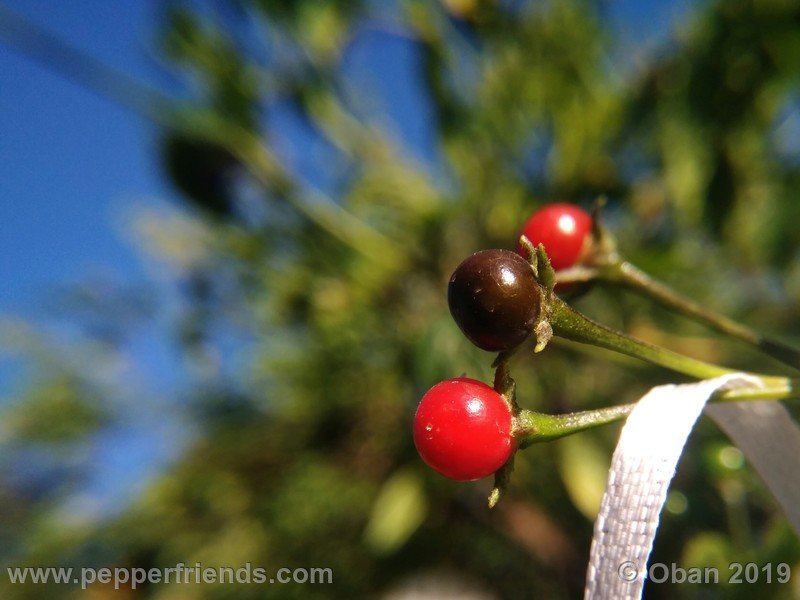 320602974_Capsicum_eximium_CAP1491_002_frutto_14.jpg