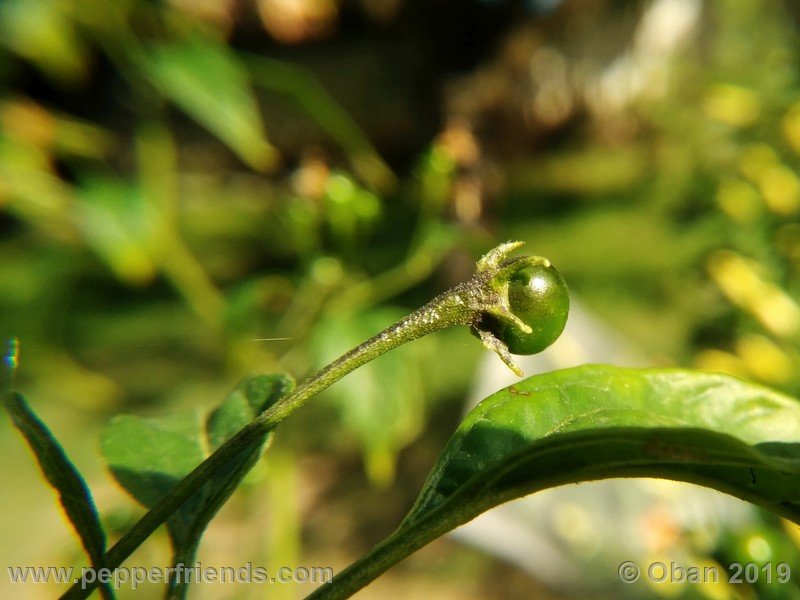 328519882_Capsicum_eximium_CAP1491_002_frutto_11.jpg