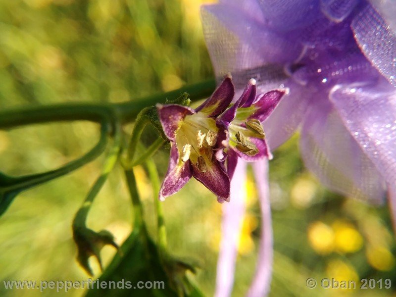 329632832_Capsicum_eximium_CAP1491_002_fiore_14.jpg