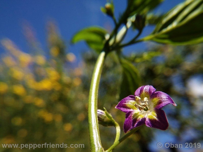 334813600_Capsicum_eximium_CAP1491_002_fiore_11.jpg