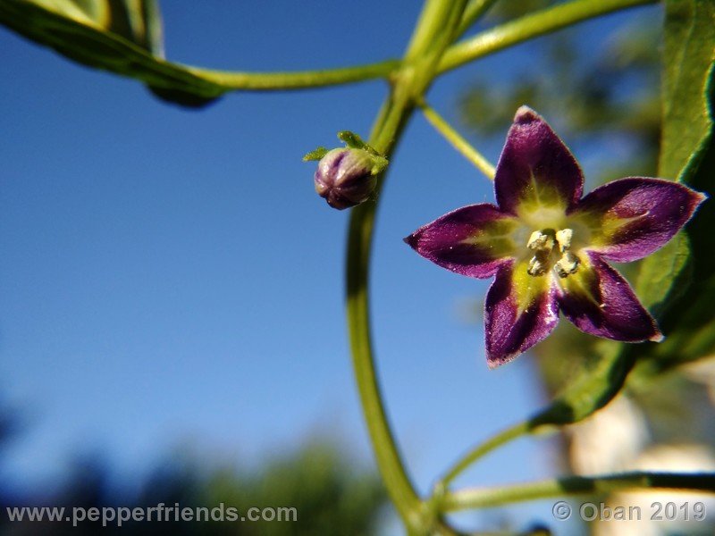 339667393_Capsicum_eximium_CAP1491_002_fiore_17.jpg