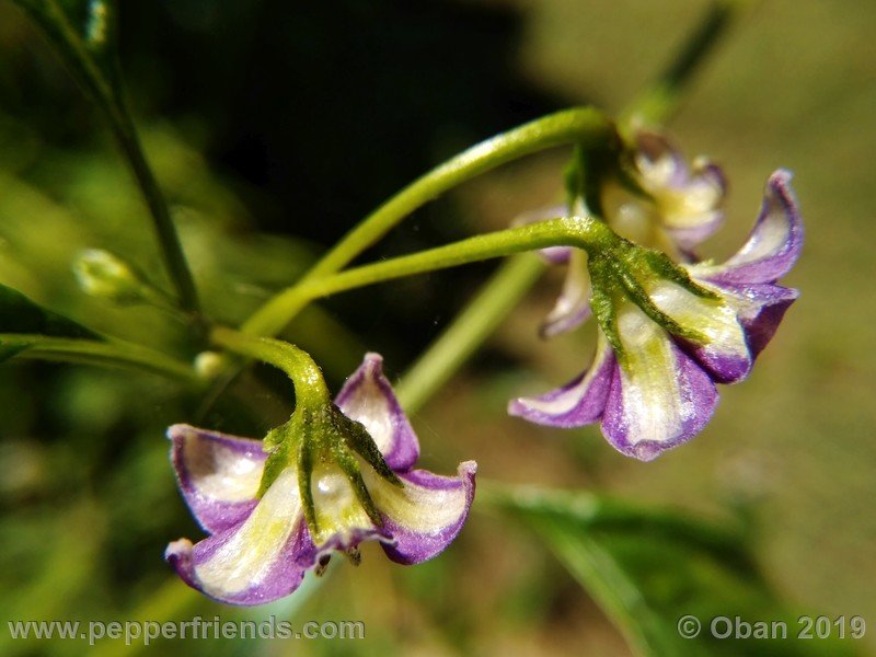 399432117_Capsicum_eximium_CAP1491_002_fiore_26.jpg