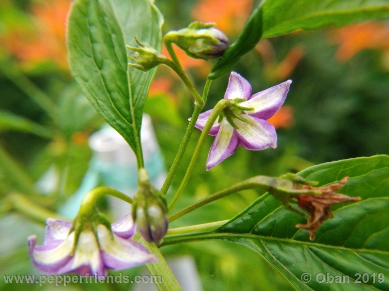 41472674_Capsicum_eximium_CAP1491_002_fiore_28.jpg