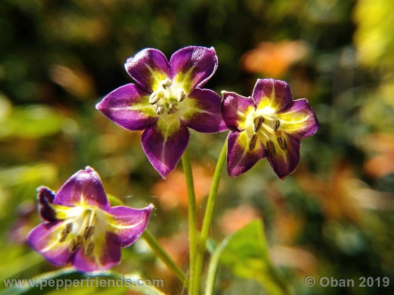 433352704_Capsicum_eximium_CAP1491_002_fiore_23.jpg