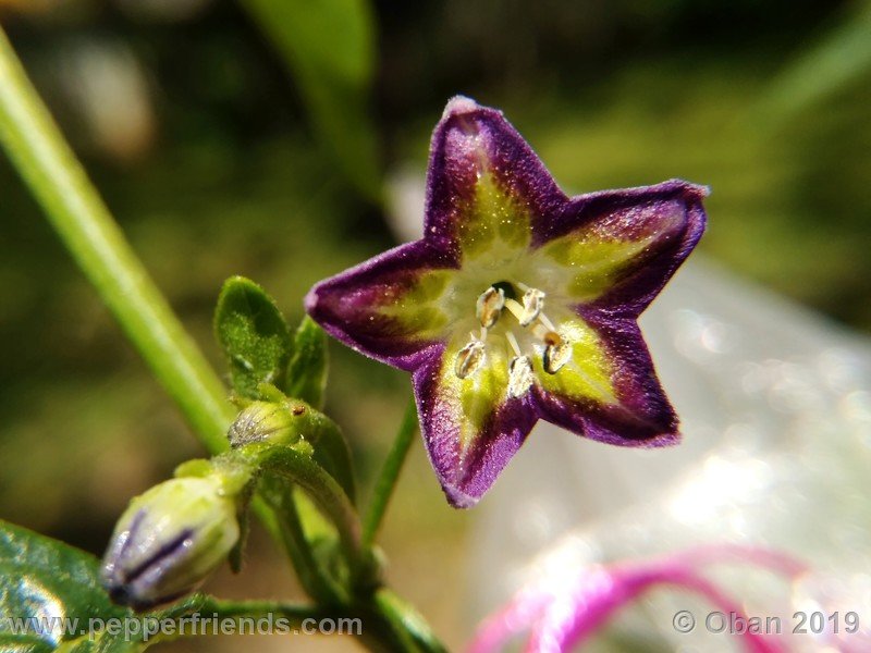 436661149_Capsicum_eximium_CAP1491_002_fiore_08.jpg