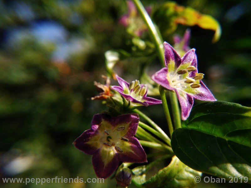 445092951_Capsicum_eximium_CAP1491_002_fiore_38.jpg