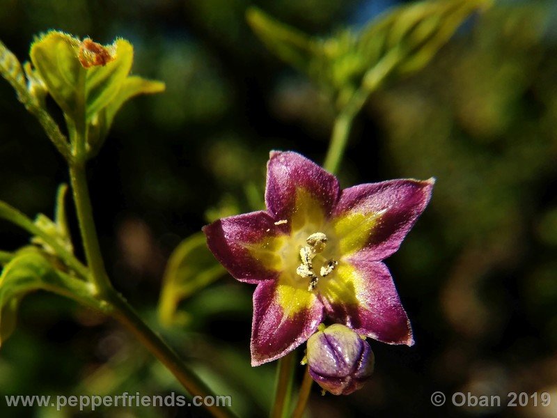 514268381_Capsicum_eximium_CAP1491_002_fiore_50.jpg