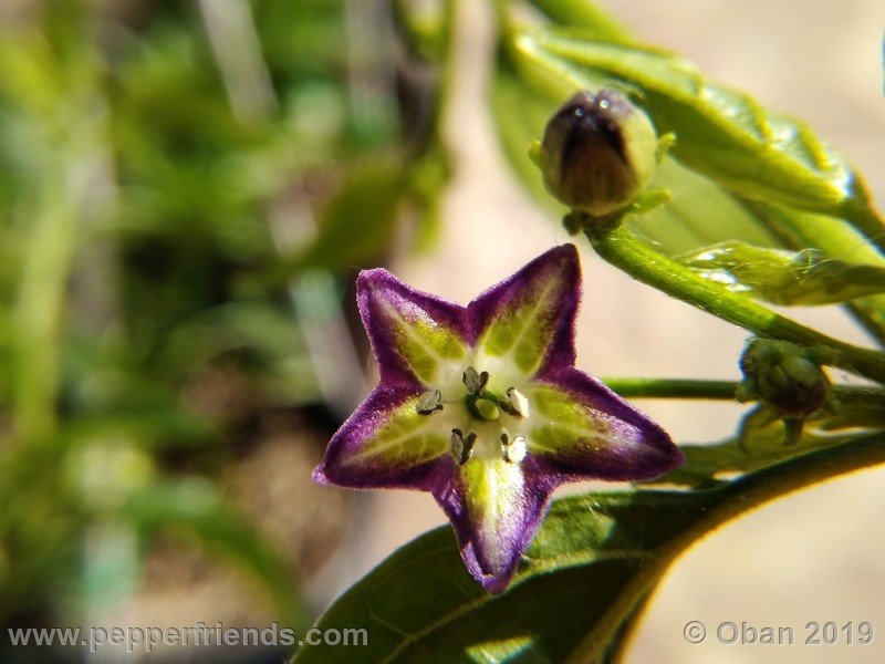 537273673_Capsicum_eximium_CAP1491_002_fiore_02.jpg