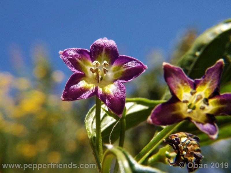 546773592_Capsicum_eximium_CAP1491_002_fiore_12.jpg