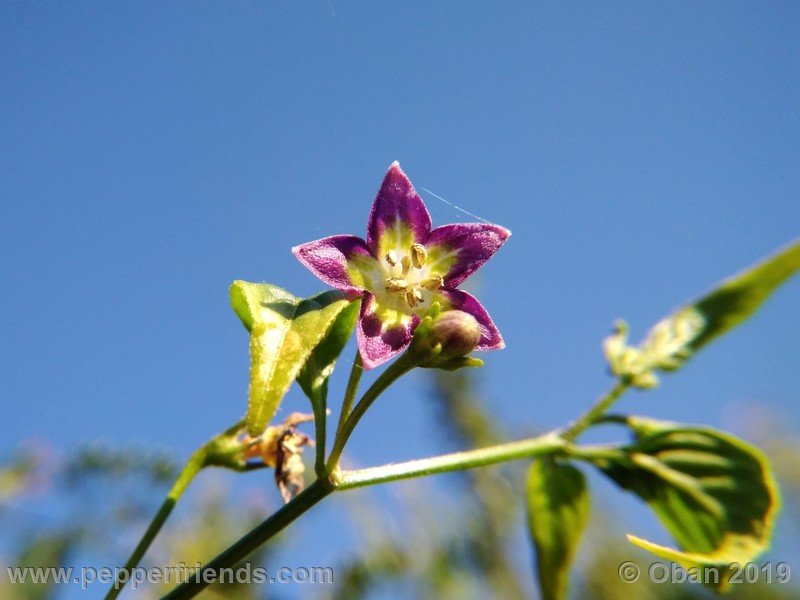 557247043_Capsicum_eximium_CAP1491_002_fiore_43.jpg