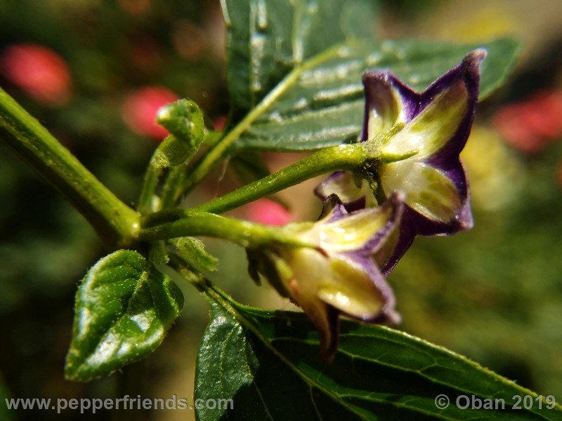 61703201_Capsicum_eximium_CAP1491_002_fiore_06.jpg