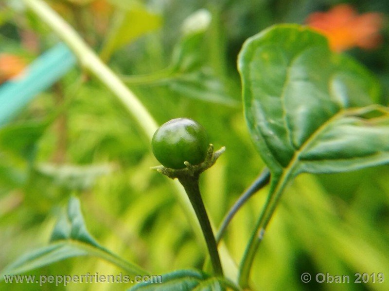 652459289_Capsicum_eximium_CAP1491_002_frutto_05.jpg