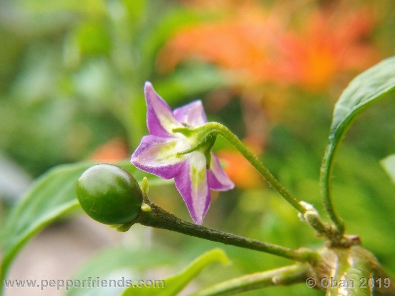 666787374_Capsicum_eximium_CAP1491_002_fiore_27.jpg