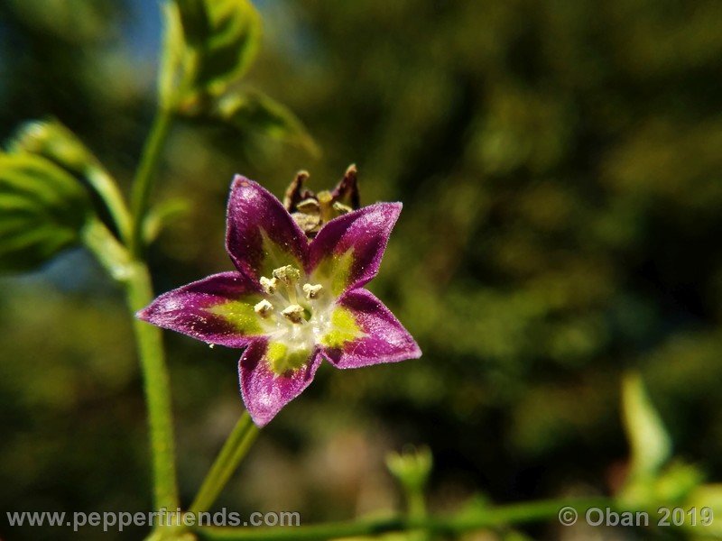 698401642_Capsicum_eximium_CAP1491_002_fiore_51.jpg