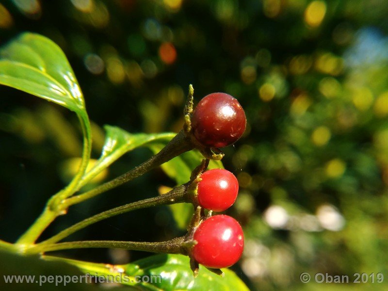 708206195_Capsicum_eximium_CAP1491_002_frutto_19.jpg