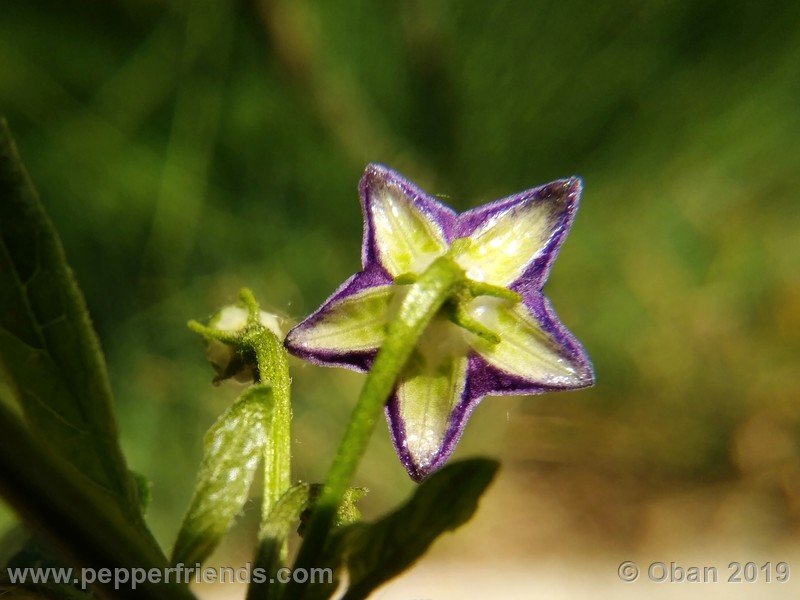 776427956_Capsicum_eximium_CAP1491_002_fiore_01.jpg