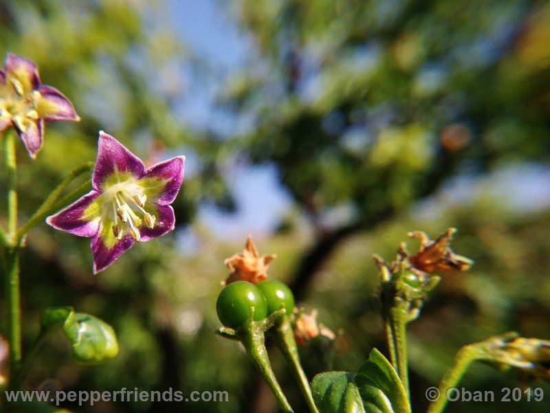 858296076_Capsicum_eximium_CAP1491_002_fiore_37.jpg