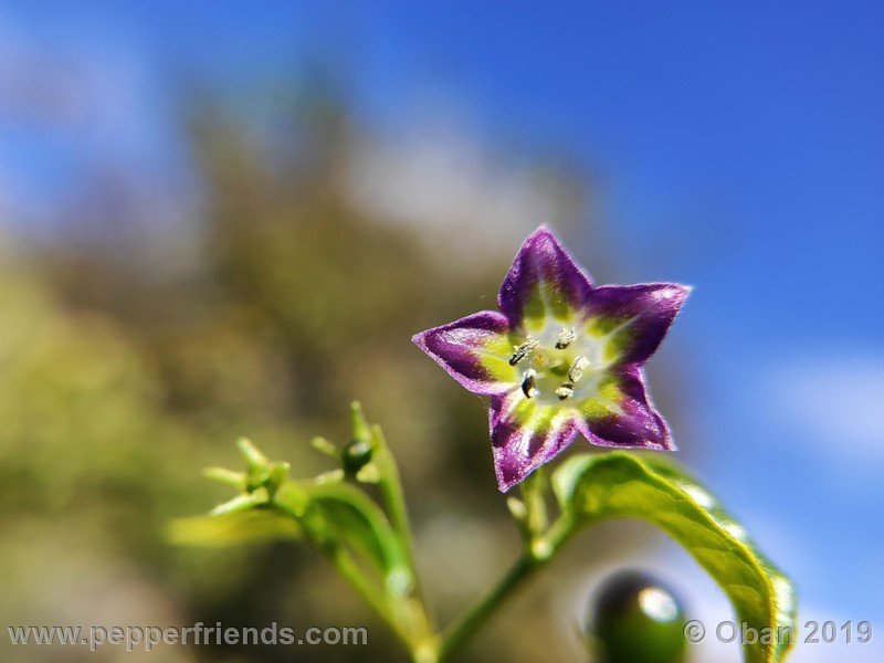 996914343_Capsicum_eximium_CAP1491_002_fiore_56.jpg