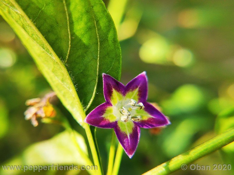 1027435256_Capsicum_eximium_CAP1491_003_fiore_12.jpg