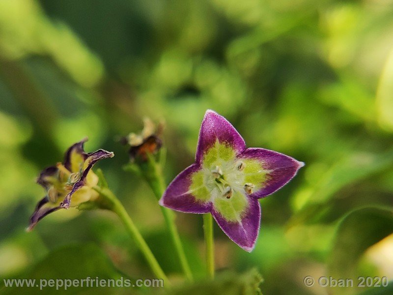 1103738343_Capsicum_eximium_CAP1491_003_fiore_19.jpg