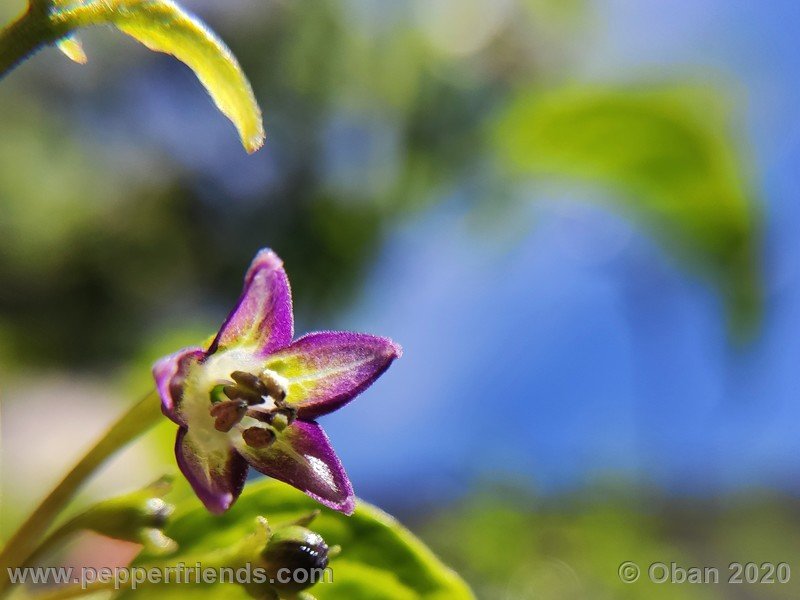 1109979217_Capsicum_eximium_CAP1491_003_fiore_06.jpg