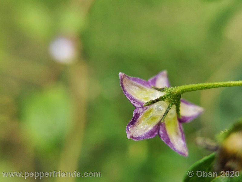 1132065667_Capsicum_eximium_CAP1491_003_fiore_16.jpg