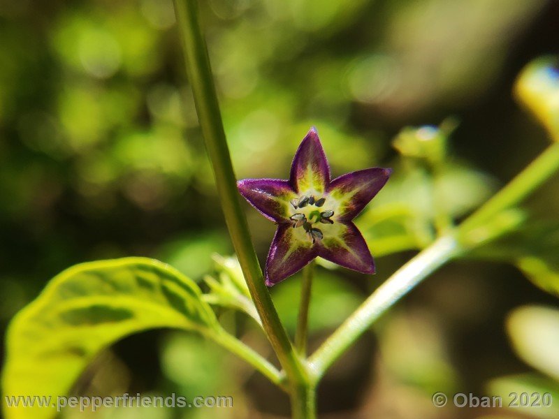 1184631711_Capsicum_eximium_CAP1491_003_fiore_04.jpg