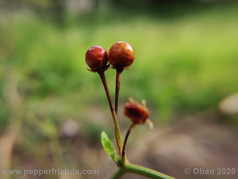 1208845407_Capsicum_eximium_CAP1491_003_frutto_02.jpg