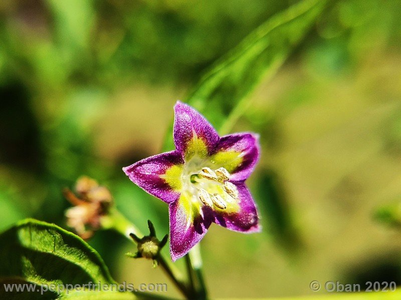 1318042746_Capsicum_eximium_CAP1491_003_fiore_09.jpg