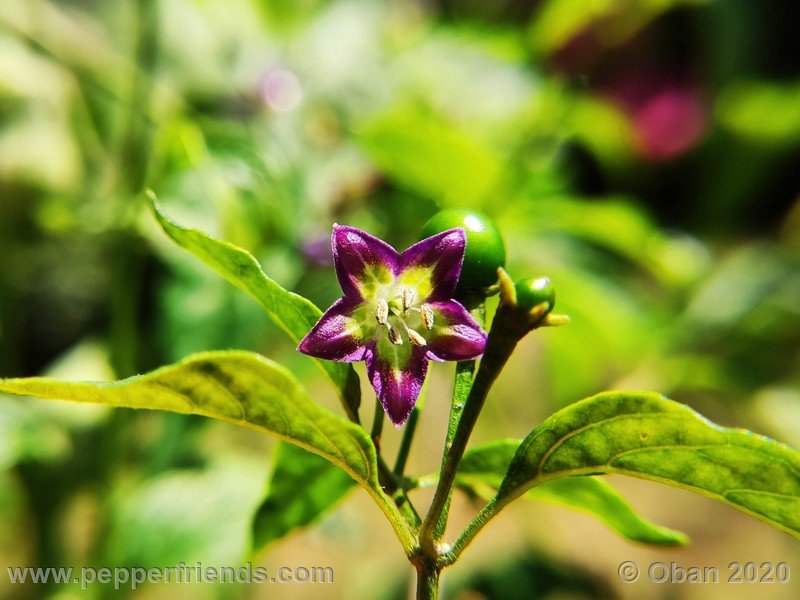 1322339568_Capsicum_eximium_CAP1491_003_fiore_10.jpg