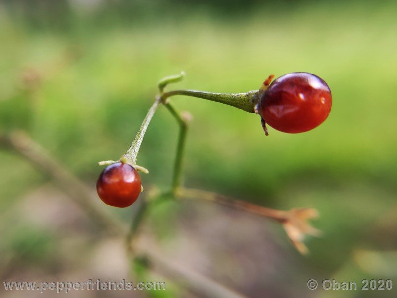 1358061606_Capsicum_eximium_CAP1491_003_frutto_04.jpg