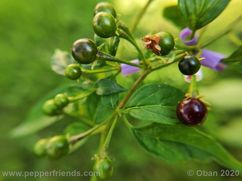 1398437201_Capsicum_eximium_CAP1491_003_frutto_17.jpg