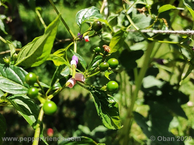 1653139922_Capsicum_eximium_CAP1491_003_frutto_05.jpg