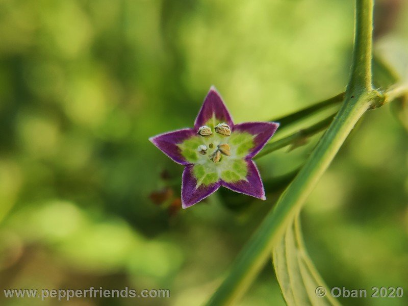 1708684896_Capsicum_eximium_CAP1491_003_fiore_18.jpg