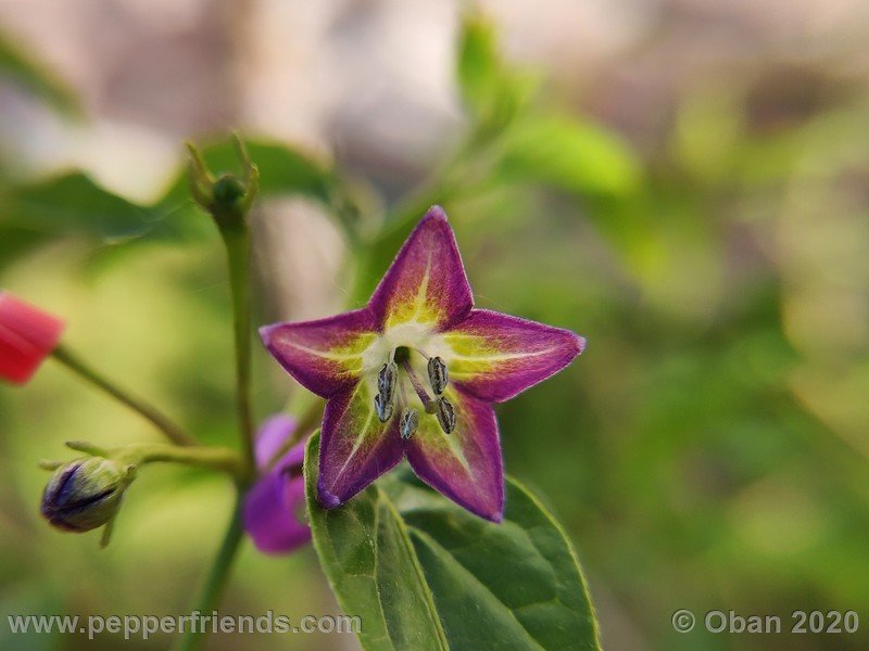 1756717077_Capsicum_eximium_CAP1491_003_fiore_07.jpg