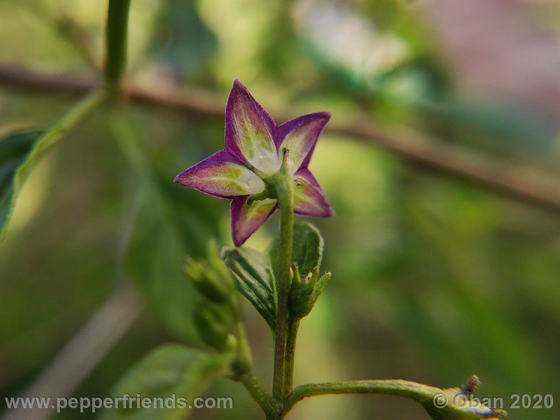 1766801205_Capsicum_eximium_CAP1491_003_fiore_08.jpg