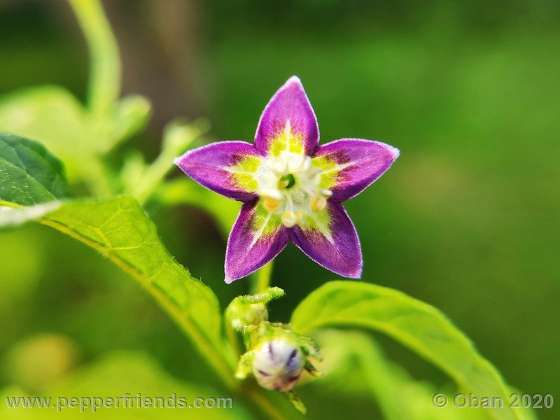 1898287393_Capsicum_eximium_CAP1491_003_fiore_23.jpg