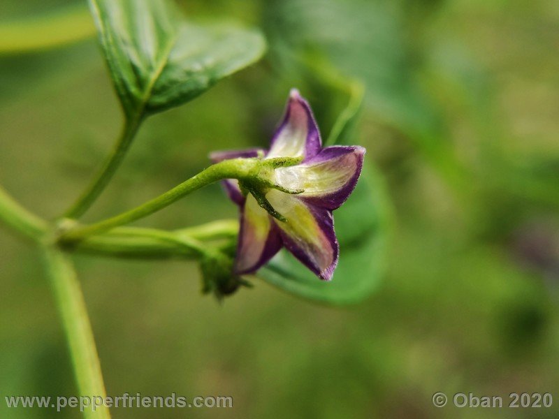 1940801118_Capsicum_eximium_CAP1491_003_fiore_17.jpg