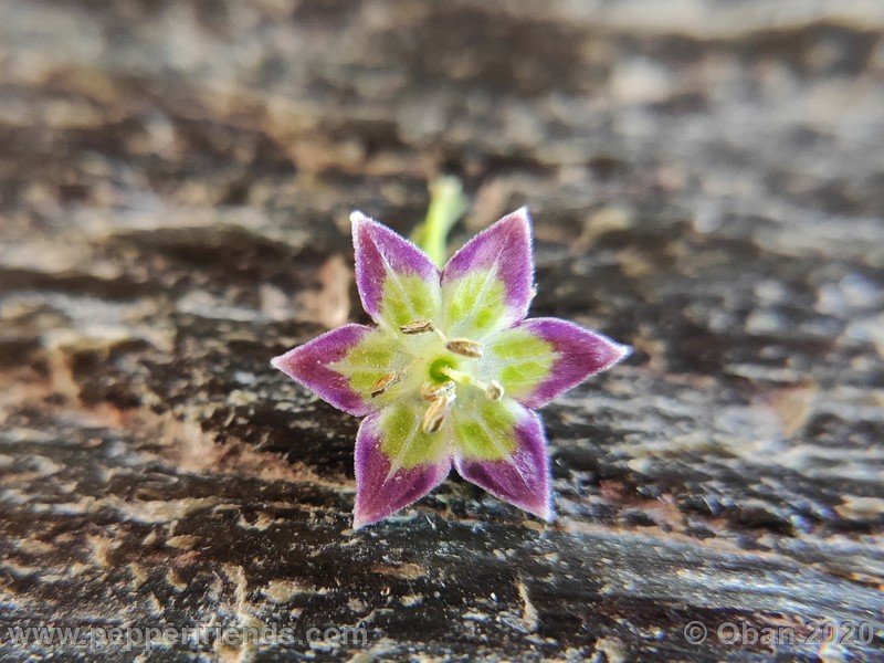 2016362949_Capsicum_eximium_CAP1491_003_fiore_25.jpg