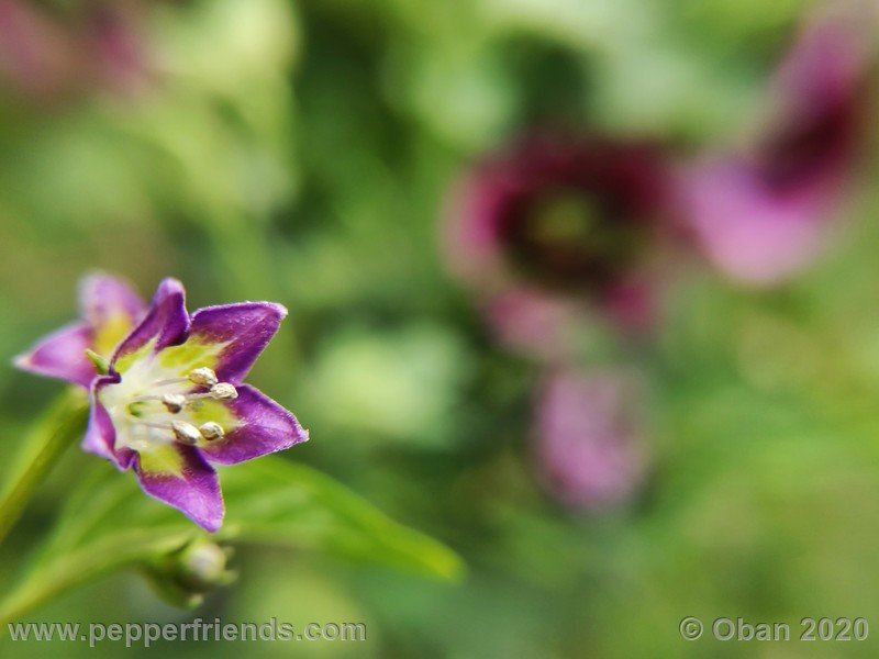 2100137074_Capsicum_eximium_CAP1491_003_fiore_15.jpg