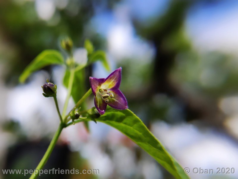 2116284565_Capsicum_eximium_CAP1491_003_fiore_01.jpg