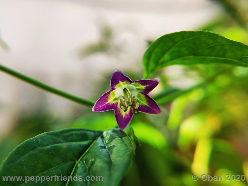 239416553_Capsicum_eximium_CAP1491_003_fiore_13.jpg