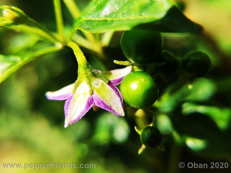 385980581_Capsicum_eximium_CAP1491_003_fiore_11.jpg